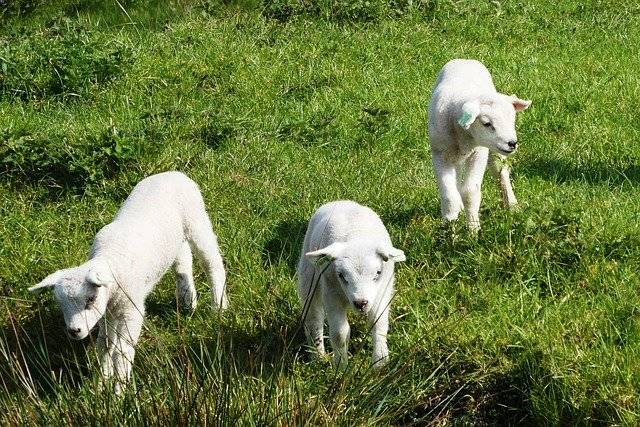  母羊几个月可以配羊 小母羊几个月配种最好